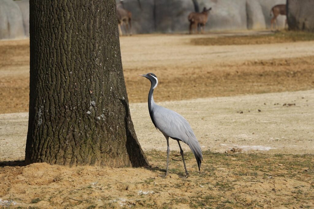 bird, animal, tree, shadow, pen, bark, outside, paws, soil, crane, zoo, animals, horizontal, grue demoiselle