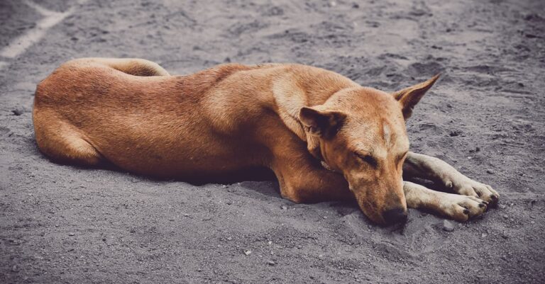 A peaceful street dog sleeping on sandy ground, showcasing natural beauty and calmness.