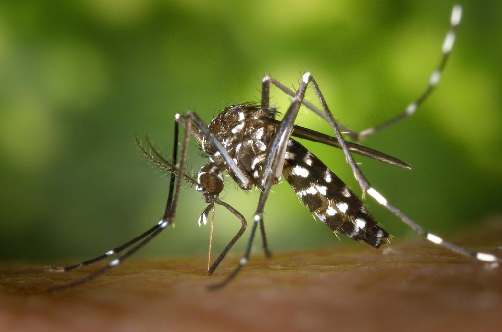 mosquito, insect, mosquito bite, blood sucker, blood sucking, tiger mosquito, forest mosquito, nature, asian tiger mosquito, aedes albopictus, animal, closeup