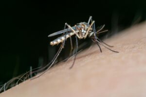 Close-up view of a mosquito feeding on human skin in a detailed macro shot.
