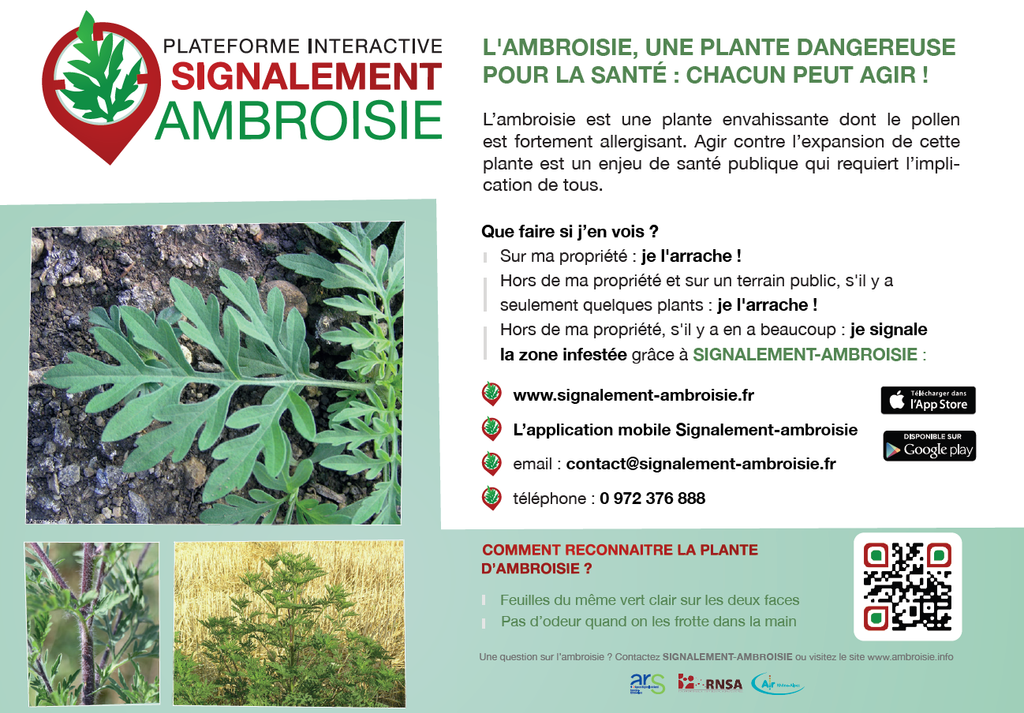 Ambroisie-p2